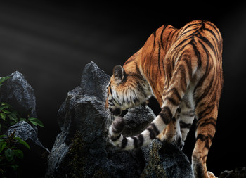 Sibirischer Tiger / ***