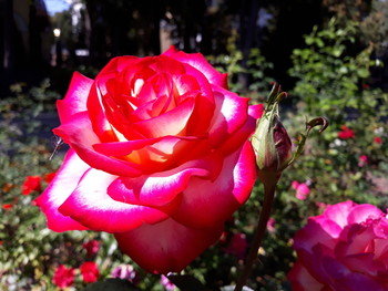 Autumn Rose / ***