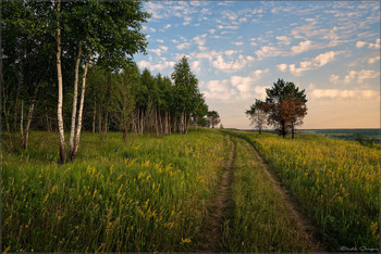 flowers by the road / ***