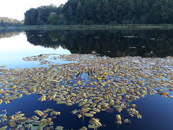 Autumn colors / ***