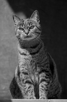 Murka / ***