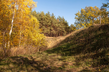 Autumn Gold / ...