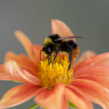Bumblebee / ***