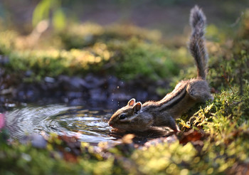 Water / ***