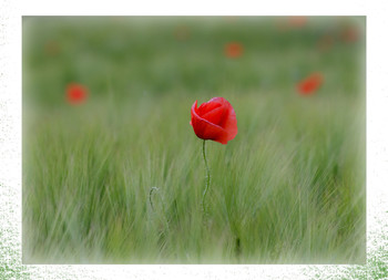 Rot auf Grün / in einem Jungen Gerstenfeld