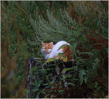 The hostess of the forest / ***