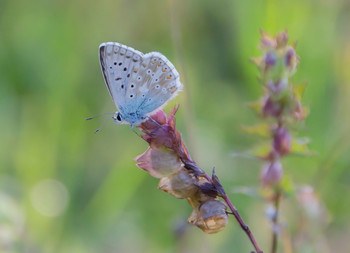 &nbsp; / Gefunden auf einer Trockenwiese