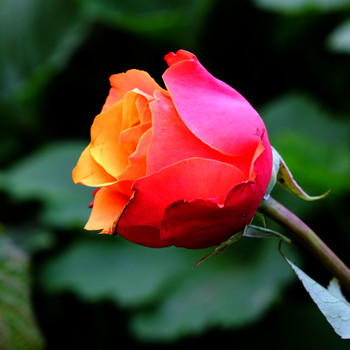 Rose / ***