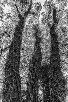 trees ... / ***
