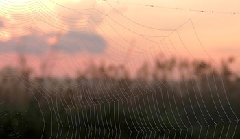 At dawn / ***