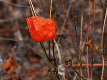 &nbsp; / .. Mohn und anderes in einem Feld mit Wildblumen als Bienenweide