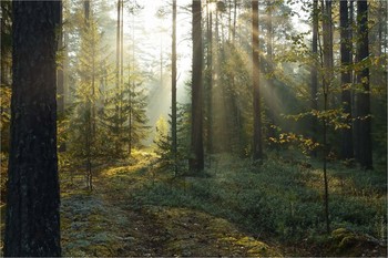 Vergessene Straße / ***