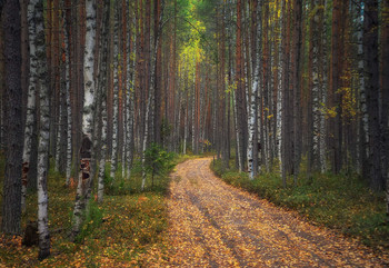 in the autumn forest / ***