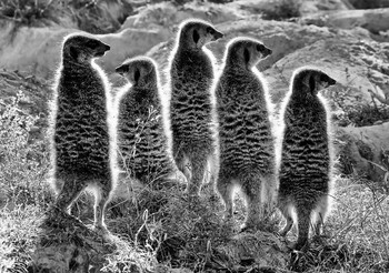 Die Wächter / ***
