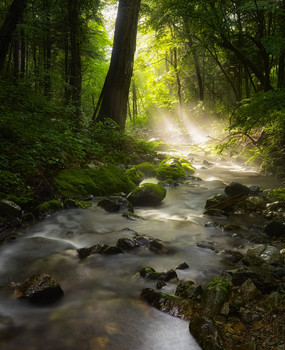 Nach dem Regen / ***