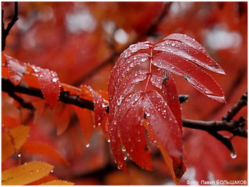 After the rain / ***