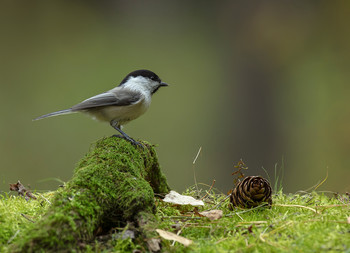 In forest / .....