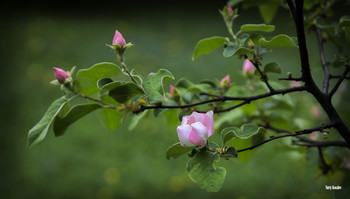 Tenderness / ***