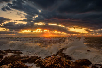 surf / ***