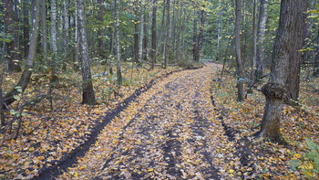  / Antonovka. Autumn road.