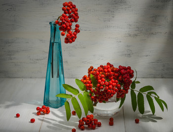 Rowan / ***