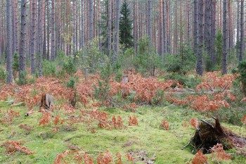 Signs of autumn / ***