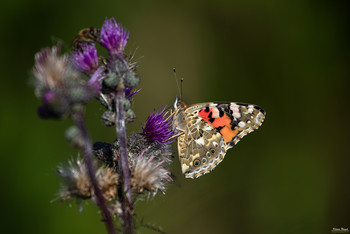 Painted Lady / The Cynthia group of colourful butterflies, commonly called painted ladies, comprises a subgenus of the genus Vanessa in the family Nymphalidae. They are well known throughout most of the world.
Wiki