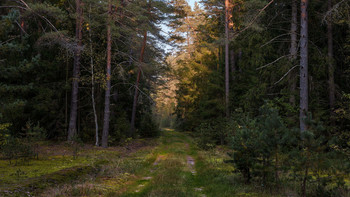 Forest / ***