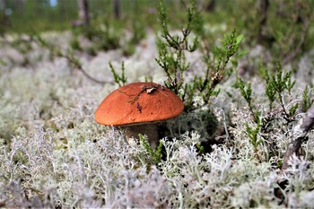 mushrooms / ***