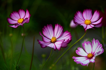 Quartett / ***