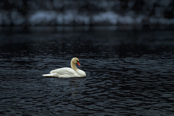 Lonely / ***