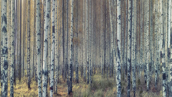 Birch Grove / ***