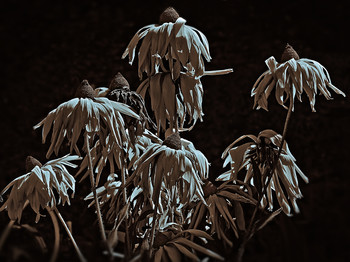 Herbst / ***