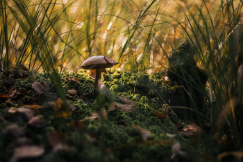 In the grass / ***