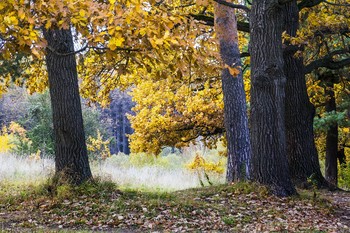 colors of autumn / ***