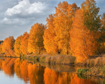 Autumn Gold / ***