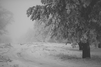 road in the fog / ***