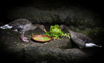 Geese / * * *