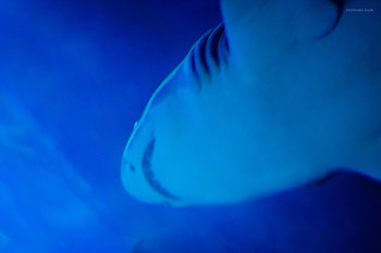 Shark / ***