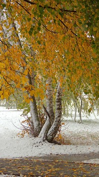 Snow in October / ***