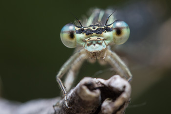Dragonfly / ***