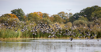 Greylag geese in the swarm / The gray goose is a species of the genus field geese in the duckbill family. Greylag geese are among the most common waterbirds and are, after the Canada goose, the second largest goose species in Europe. They are the wild ancestors of domesticated domestic geese. Wikipedia
Scientific name: Anser anser
Weight: 3.3 kg (Large adult animal) Encyclopedia of Life
Length: 76 - 89 cm Encyclopedia of Life
Family: duck birds (Anatidae)