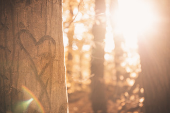 Ein Herz im Sonnenuntergang / Es ist spannend, was man manchmal so alles sieht, wenn man mal links und rechts der Wege schaut. Dieses Herz habe ich letzten Herbst im Wald vor meiner Haustür gesehen. In dem Licht wirkte es einfach nur bezaubernd. Seitdem habe ich es nicht wieder gefunden????♂️