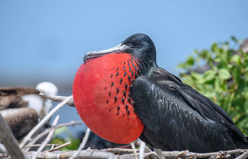 Magnificent frigatebird / ***