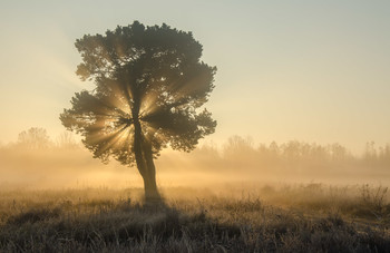 Morning Rays / ***