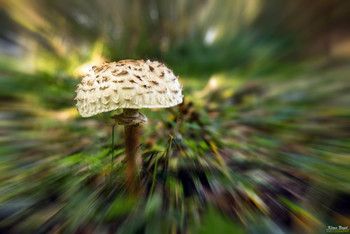 Mushroom in the forest / Mushroom in the forest
Pilz im Herbstwald