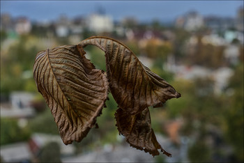 Autumn in the city / ***