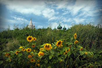 Sunflowers / ***