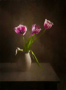 Tulips / ***