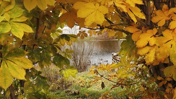 gold autumn / ***